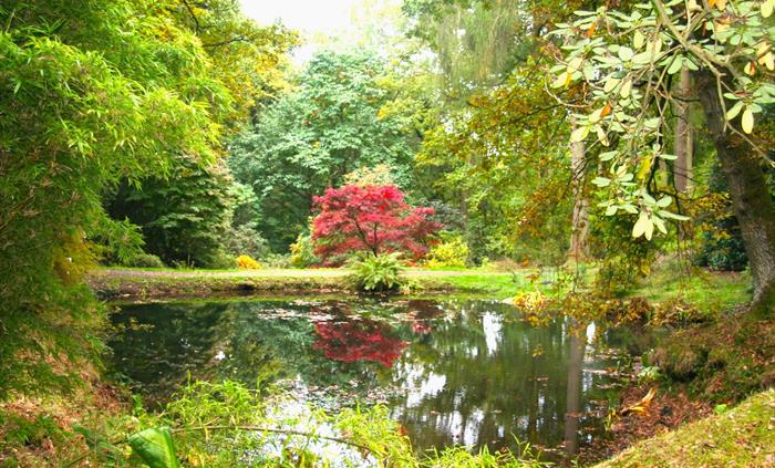 Stunning ancient Park Wood